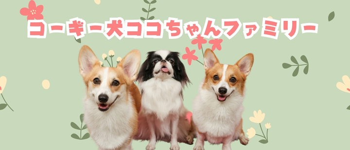 コーギー犬ココちゃんファミリー