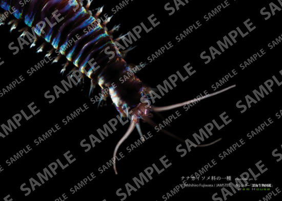 深海生物図鑑：ナナテイソメ科の一種