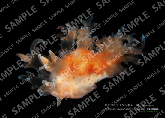 深海生物図鑑：ホクヨウウミウシ科の一種