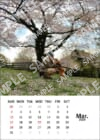 柴犬こむぎとボクの三浦半島_2024年カレンダーブロマイド3月
