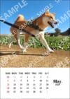 柴犬こむぎとボクの三浦半島_2024年カレンダーブロマイド5月