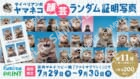 サイベリアンのヤマネコ 顔芸ランダム証明写真